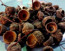 Acorn Cupules Oak Tree Caps