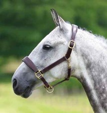 Shires Velociti GARA Leather