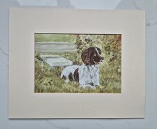 Brown Springer Spaniel Print