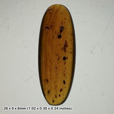 99 million-year-old burmese
