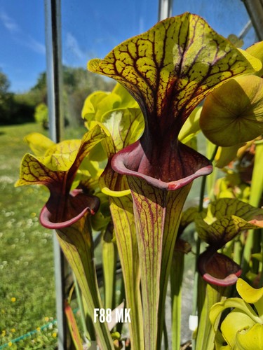 Sarracenia flava f88mk - x, super