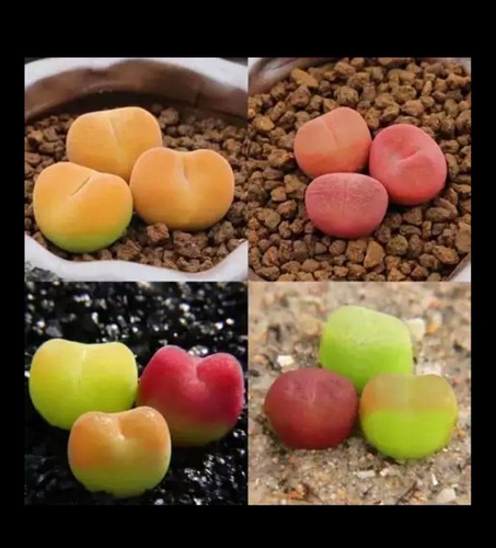 Maughanii rare living stones - rare,