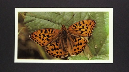 Grandee cigar card - cigar,