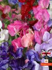 SWEET PEAS 25 SEEDS GIANT SCENT CLIMBING COTTAGE FLOWERS MIX LATHYRUS