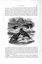 Original Old Antique Print Natural History 1895 Pin-Tailed Sand-Grouse Bird