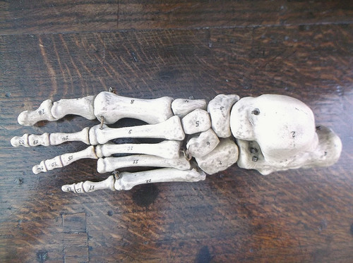 Rare antique 19th anatomical - antique, c