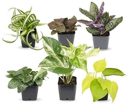 Easy grow houseplants 6 - easy,