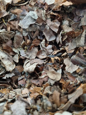 Crushed Leaf Litter Mix Bioactive Organic Insect Reptile Spider Millipedes Snail