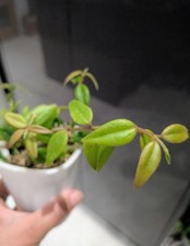 🌿 Hoya Bella Rooted Cutting