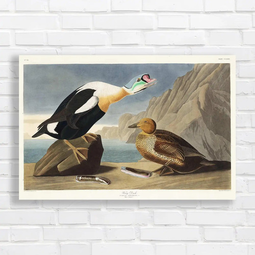 Vintage waterfowl iconic - vintage,