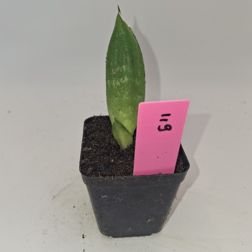 Snake plant sansevieria - snake,