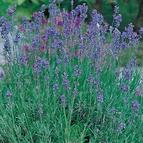 Organic english lavender - english,