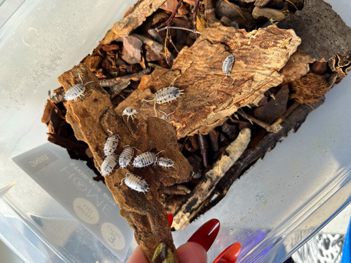 10x dairy cow isopods - 10x,