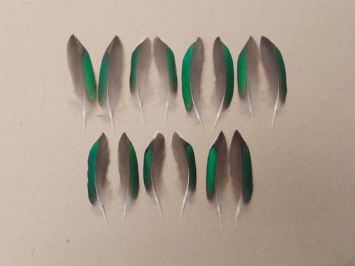 Teal duck green wing - 14,