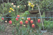 D188286 Tulips. Trug and Turf Cutter. S. and O. Matthews