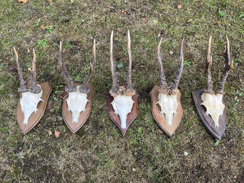 Nice roe deer buck - roe, deer/buck