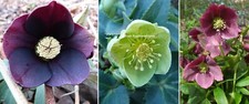 3x Hellebores Helleborus Plum Violet Green Hardy Perennial plants Shade 9cm pots