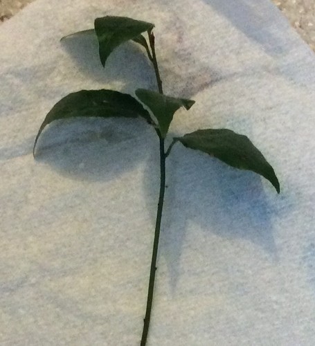 Bay tree seedlings - bay,