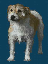 Jack Russell Terrier Dog
