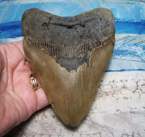 Megalodon shark tooth - megalodon,
