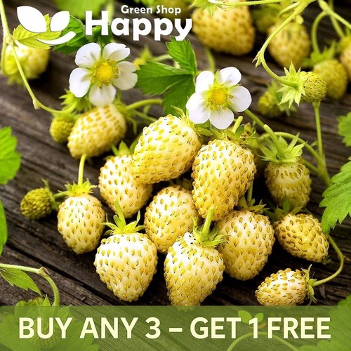 Alpine strawberry white - strawberry, soul