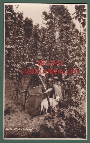 Kent hop picking - picking,,