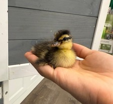 Call Duck Hatching Eggs 8+