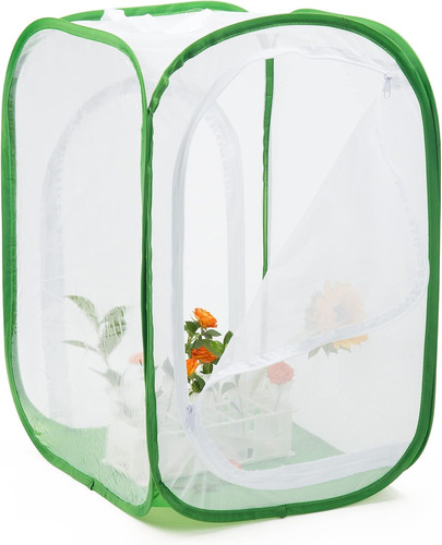 Two doors monarch butterfly - monarch,