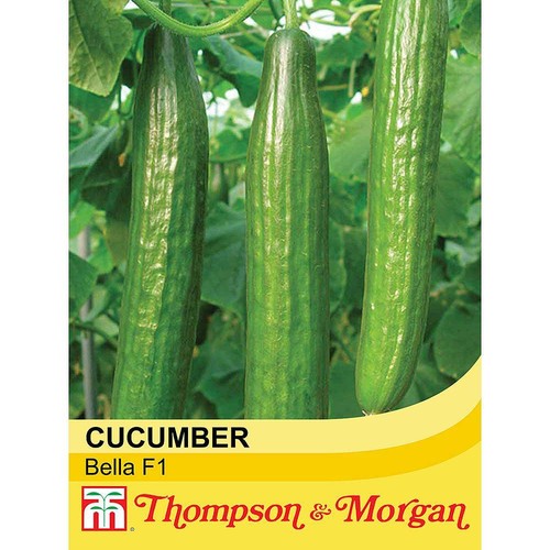 Courgette cucumber - t&m,