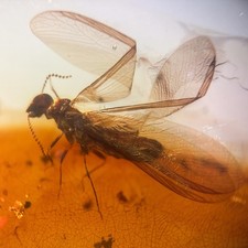 Termite in Burmese / Burmite