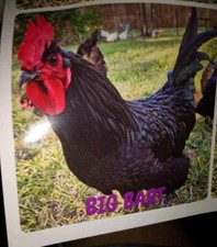 Big Bart Australorp rooster 5" sticker/decal Cockadoodledoo NEW