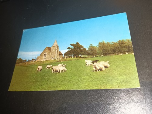 Old romney church - romney, sheep