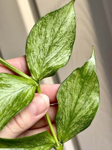 Rare hoya polyneura - rare,