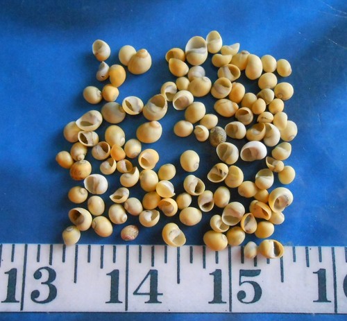 Snail shells 100 - ~,
