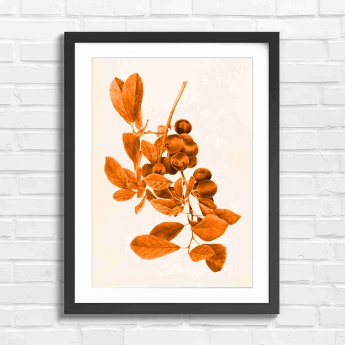 Vintage botanical plum - vintage,