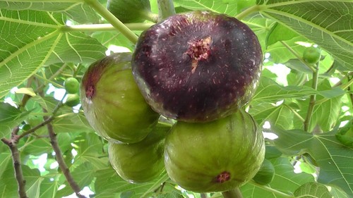 Fig tree from cyprus - tree,