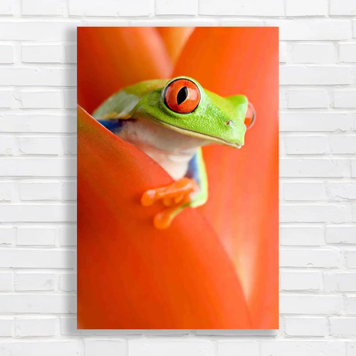 Eye frog closeup - eye, of