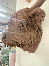 scottish Highland Cow brown