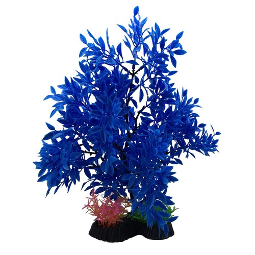 Swell blue cherry - swell, tree