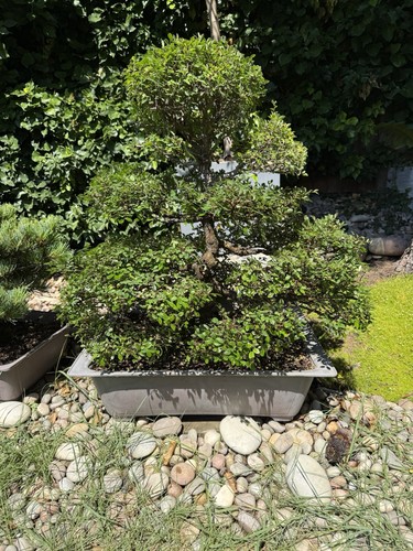 Large chinese elm bonsai - chinese,
