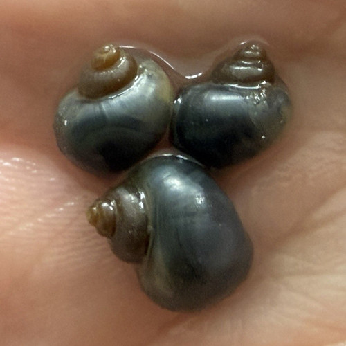 Blue mystery snail babies - mystery,