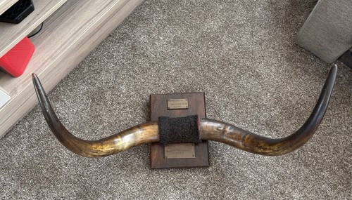 Mounted buffalo horns - mounted,
