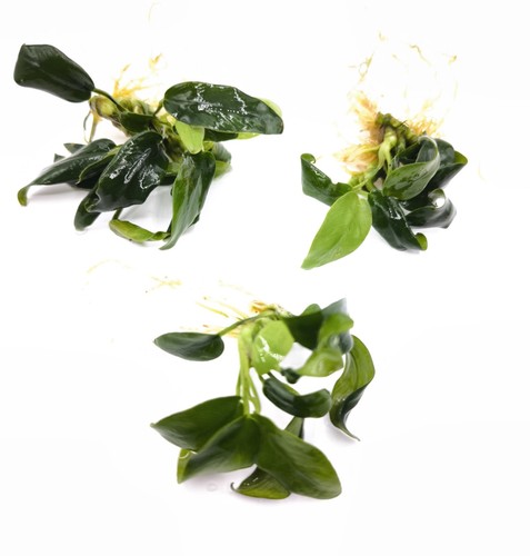 Anubias nana petite live - petite,