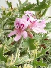 Lady Plymouth - Scented