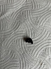 Webley & Scott Tempest  Sear And Spring.