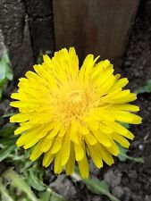 DANDELION (TARAXACUM OFFICINALE) - 200 SEEDS