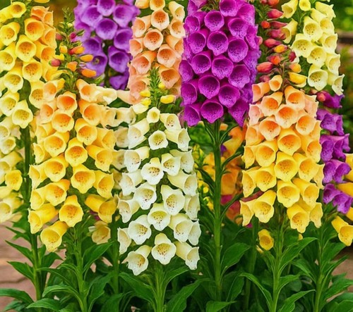 Foxglove dwarf foxy mix - foxglove,