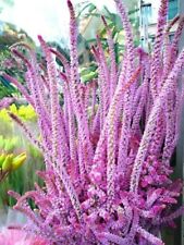 25 Limonium Pink Pokers - Russian Statice