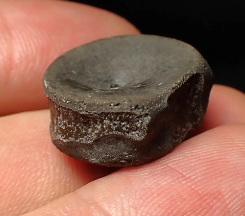 Jurassic ichthyosaur bone