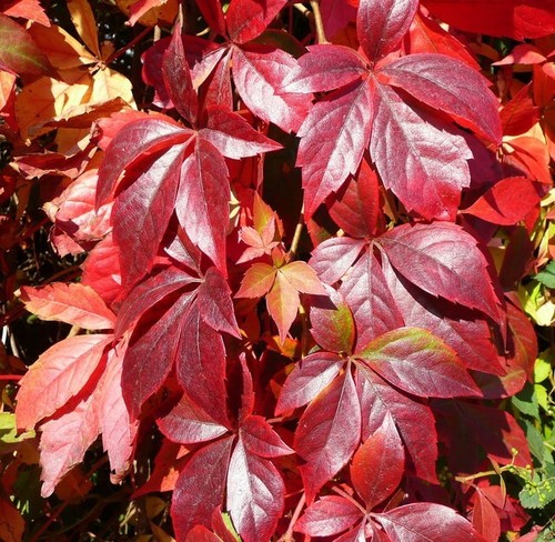 Parthenocissus quinquifolia - parthenocissus,